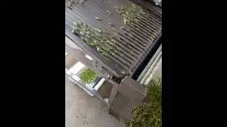 stainless steel automatic green bean peas shelling peeling sheller machine