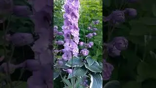 Дельфиниум Magic fountains lavender white bee цветет на севере #сад #garden #дельфиниум #delphinium