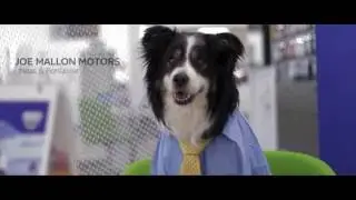 Derek Dacia dog test drive