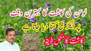Alfalfa/Lucern cultivation in Urdu | How to grow lucern | لوسن کی کاشت