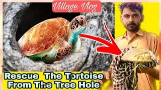Rescue turtle | We saved the life of a turtle | Nazir shar Vlog