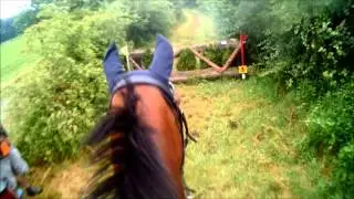Casciana: SGW Vinkega 2014 B paarden