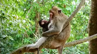 Baby Monkey Goldie Boring With Mom Ginger Stay On The Tree She Want Playing On The Ground