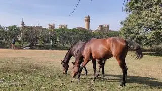 Bangalore palace | since April 1874 | HH Pramoda Devi Wadiyar| Mahesh legend