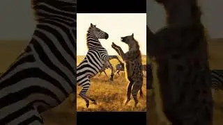Zebra vs Hyena  - and the unexpected ending  #wildlife #animals