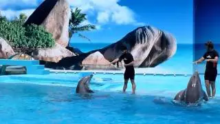 Zoomarine Dolphins - Portugal