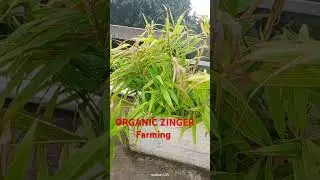 ORGANIC ZINGER FARMING #farming #farm #farmer #farmlife #facts #funny #food #trending #drawing