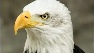 Is the EAGLE your SPIRIT ANIMAL?