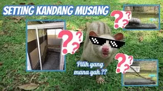 Setting kandang musang untuk pemula sampai penangkaran