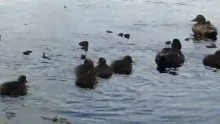 Sweet duckys in Thorshavn ( F&auml;rr&ouml;er Ilands )