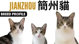 Jianzhou Cat Breed Profile History - Price - Traits - Jianzhou  簡州貓 Cat Grooming Needs - Lifespan