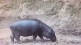 Butterflies scare hippo