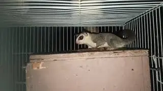 Sugar Glider White face !!!