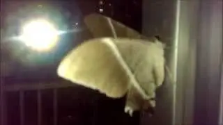 Moth in Malaysia XD