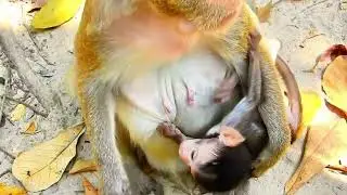 Tiny Monkey Baby Walks So Calmly 🐵