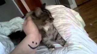 Stella the cat :)