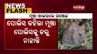 Rats ate over 500 kg confiscated marijuana, says Mathura Police || KalingaTV