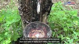 Cambodia makes over $328 mln from rubber latex exports in the first 8 months of 2025