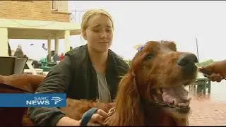 Animal rights groups raise awareness of the effects of loud bangs