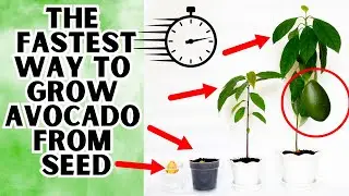 The Fastest Way To Grow Avocado From Seed | Step By Step Guide