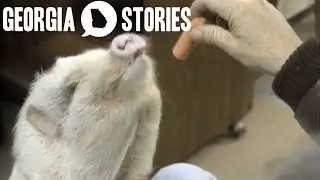 Atlanta's History Through the Eyes of a Pig | Georgia Stories