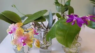 兰展新购的蝴蝶兰