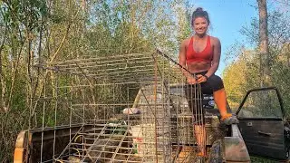 Установка ловушек для ловли каймановых черепах! Карантин 2020
