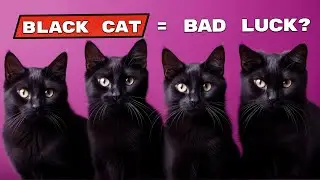 Black Cats Are NOT Bad Luck: 15 Myths Destroyed by Science & History