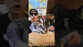 😂Rabbit attack this guy#shorts#viral#shortfeeds