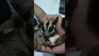 my sugar glider hungry #プロセカ #プロジェクトセカイ #imut #sugarglider #cute #pets #feedshorts #shorts #fyp