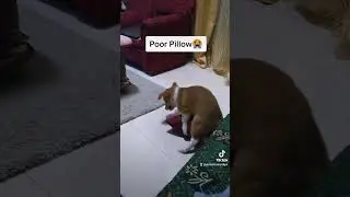 Poor Pillow😭 #funny #doglover #dogs