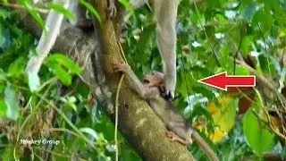Janna cries scare falling down on the tree, Jane saves baby Janna immediately