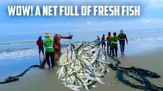 Wow! What a great catch! Circle trawl fishermen harvest fish on the beach!