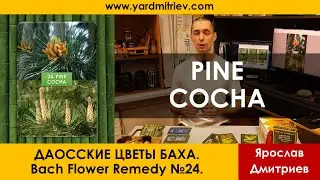 Цветы Баха №24 Pine - Сосна (Даосские Цветы Баха, Дмитриев Я.)