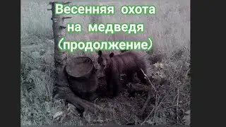 Медведи на приваде #как#прикормить#медведей