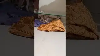 Big cat family || cat give the smile channel.....