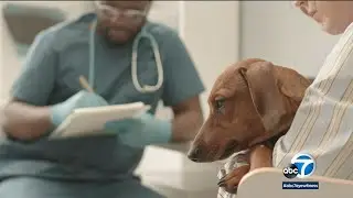 Is pet insurance worth your money? Here&rsquo;s what you need to know