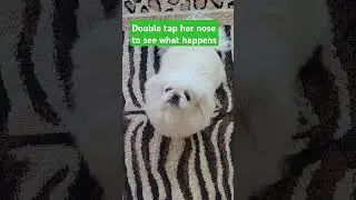 Double tap her nose to see what happens  #nose #dog #surprise