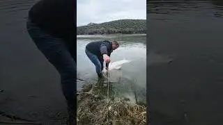 IDAHO STURGEON!! #fishing #fishingshorts #freshwaterfish #sturgeon #fishspecies #bigfish