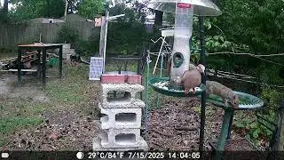 Bird Bath Wednesday #birdwatching #birds #birding