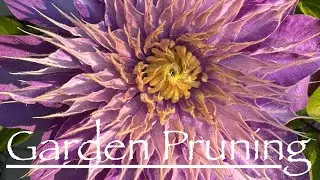 Clematis Cut Back, Spur and Cane Pruning Grapevines, Garlic Update 🍇🌸🧄Ep38