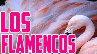 Los Flamencos de Bolivia - Viento (Compositor: Víctor Casahuamán Bendezú)
