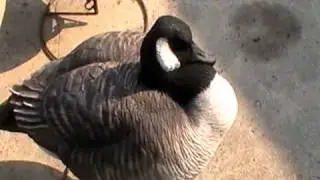 Hardcore Decoys  for sale (Goose)