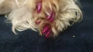 Маникюр моей собачки))))