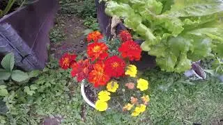 takapihan viljely