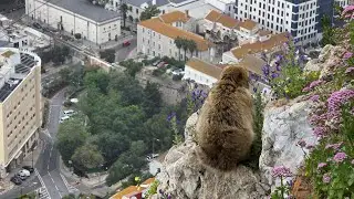 Gibraltar: Rock of Gibraltar, Europa Point & Windsor Gallery – A Day in the Territory
