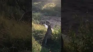 MALE LEOPARD KILLS LEOPARD CUB (filmed by Alexandra Bishop)