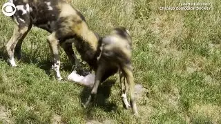 WEB EXTRA: Zoo Animals Enjoy Ice Treats On Hot Day