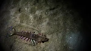 The Unrealized Shrimp