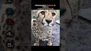 Ranking Best Cheetah in History
